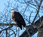2023 02 11 RedwingEagles 007